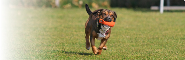 Doggy School - Die Hundeschule im Lankreis Passau