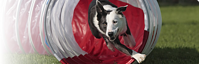 Doggy School - Die Hundeschule im Lankreis Passau