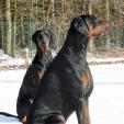 Dobermann Passau Landkreis Dobermann Passau Landkreis