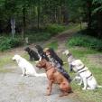 Hundeschule Passau - Hundetrainer Schärding Hundeschule Passau - Hundetrainer Schärding