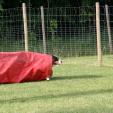 Agility Hundeschule Agility Hundeschule