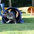 Agility Hundeschule Agility Hundeschule