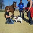 Hundeschule in Passau - Ausflug auf den Pferdehof Hundeschule in Passau - Ausflug auf den Pferdehof