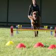 Agility Hundeschule Agility Hundeschule