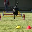 Agility Hundeschule Agility Hundeschule