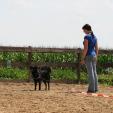 Longieren für den Hund Hundeschule Passau Longieren für den Hund Hundeschule Passau
