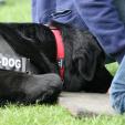 Nasenarbeit Hund Passau Doggyschool Nasenarbeit Hund Passau Doggyschool